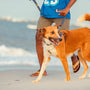 a person and a dog on a beach