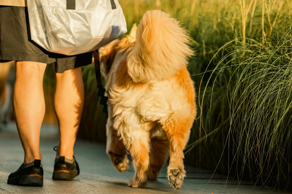 a dog standing on a sidewalk