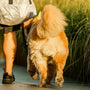 a dog standing on a sidewalk