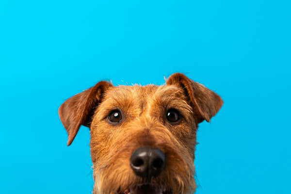 a dog with its tongue out