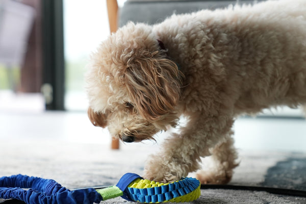 a dog playing with a toy