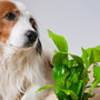 a dog looking at a plant