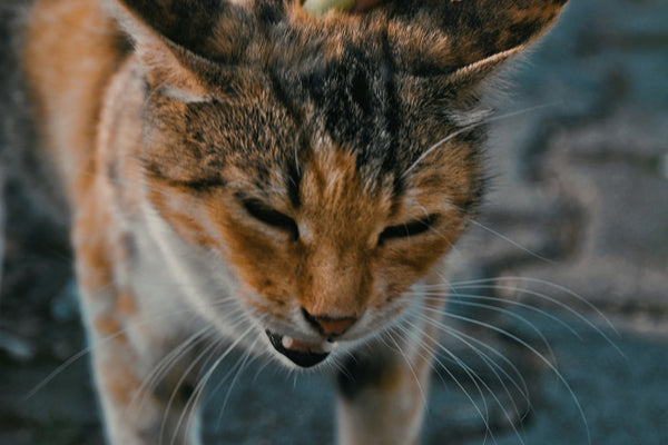 a hand petting a cat