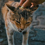 a hand petting a cat