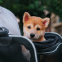 a small dog in a bag