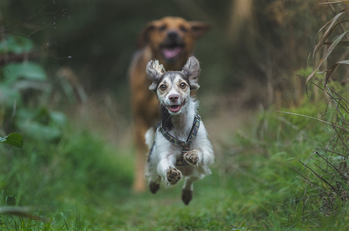 two dogs running in the grass