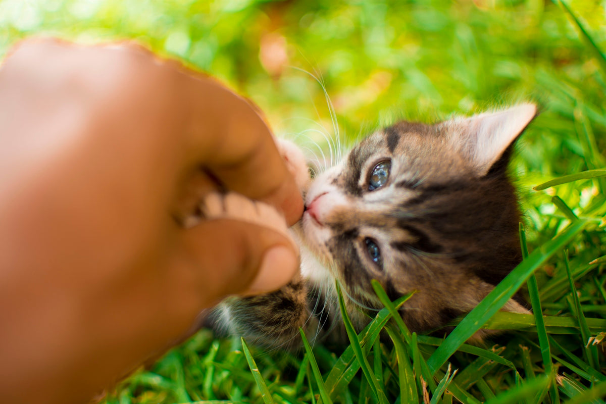 a person holding a kitten