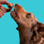a dog licking a person's hand