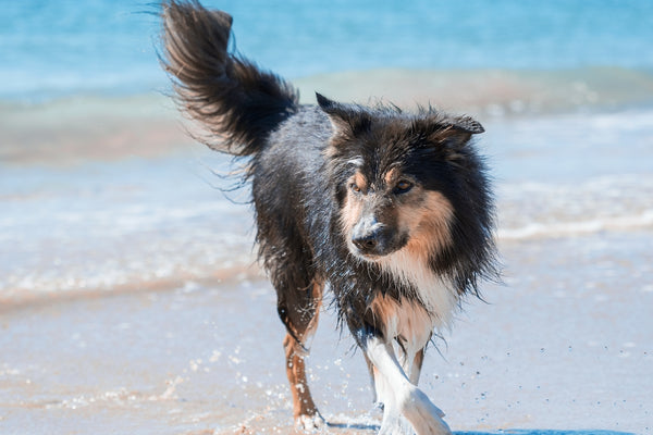a dog running on a beach