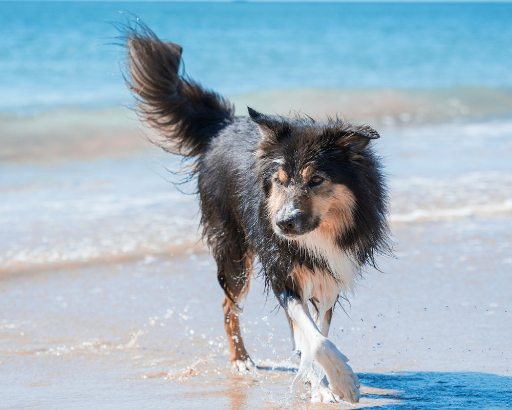 a dog running on a beach