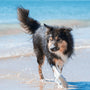 a dog running on a beach
