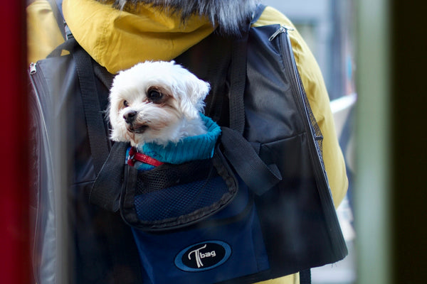 a person carrying a dog in a backpack