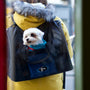 a person carrying a dog in a backpack