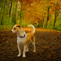 a dog standing on a path in a forest