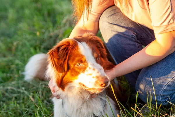 a woman petting a dog