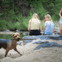 a group of women and a dog on a rocky beach