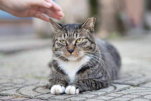a cat sitting on the ground