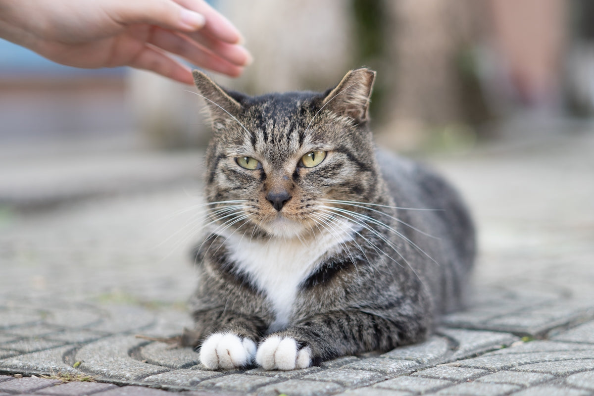 a cat sitting on the ground