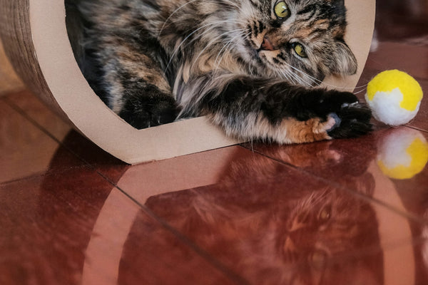 a cat lying in a white basket