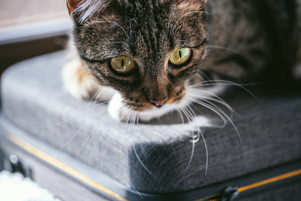a cat sitting on top of a piece of luggage