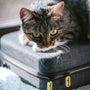 a cat sitting on top of a piece of luggage
