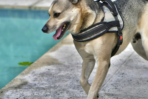a dog with a harness running near a pool