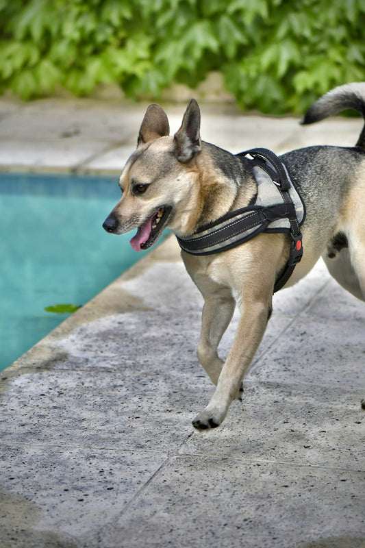 a dog with a harness running near a pool