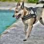 a dog with a harness running near a pool