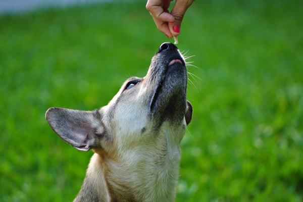 a person feeding a dog a piece of food