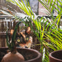 a cat peeking out from behind some potted plants