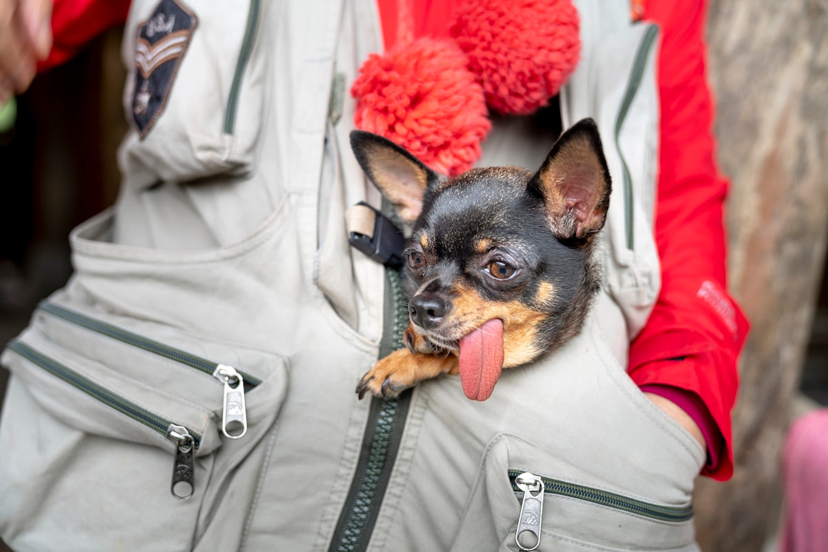 a small dog sticking its tongue out in a backpack