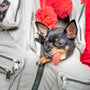 a small dog sticking its tongue out in a backpack
