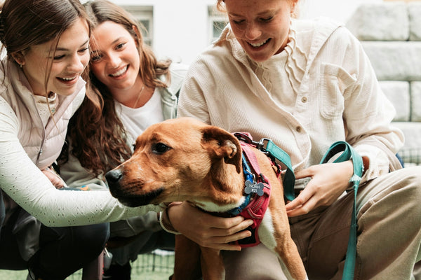a couple of people that are petting a dog