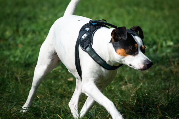 a white and brown dog walking across a lush green field