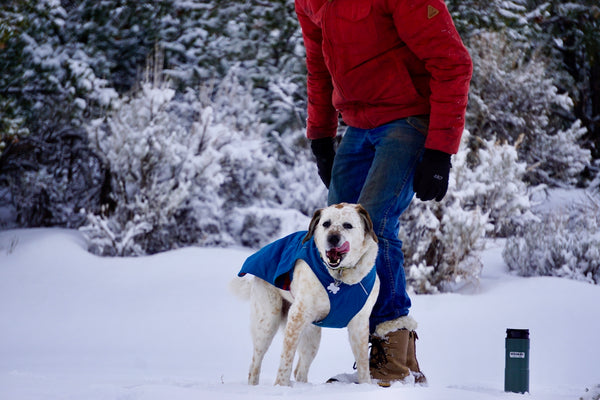 a man walking a dog in the snow