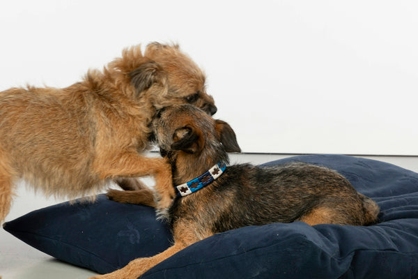 two dogs playing with a pillow on the floor