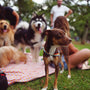 a group of dogs sitting on top of a blanket