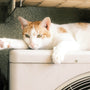 an orange and white cat laying on top of a dryer