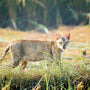 a cat standing in the middle of a field