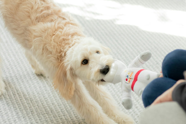 a dog playing with a toy on the floor