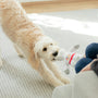 a dog playing with a toy on the floor