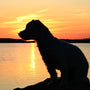 a dog sitting on a rock looking out at the water