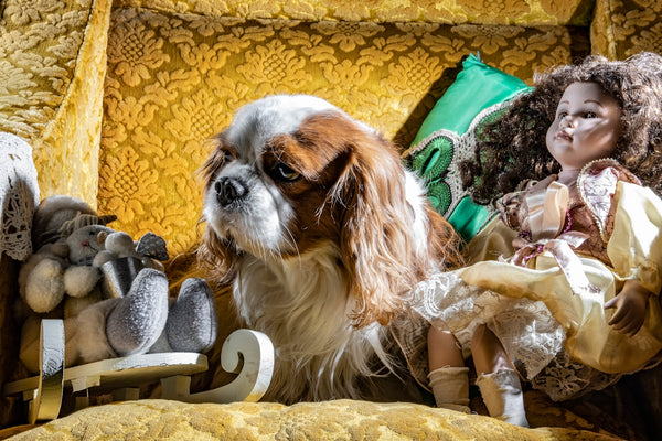 a dog sitting on top of a bed next to a doll