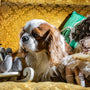 a dog sitting on top of a bed next to a doll