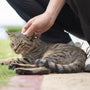 a person petting a cat on the ground