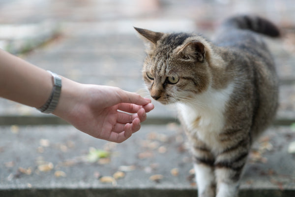 a cat is being petted by a person
