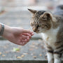 a cat is being petted by a person