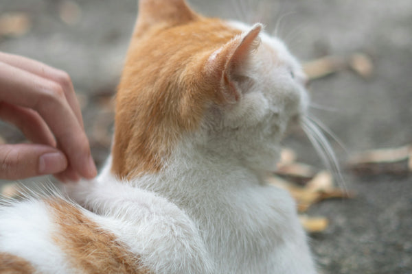a person petting an orange and white cat