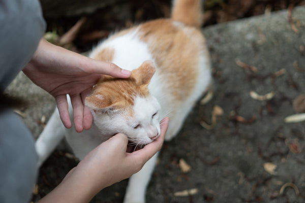 an orange and white cat being petted by a person