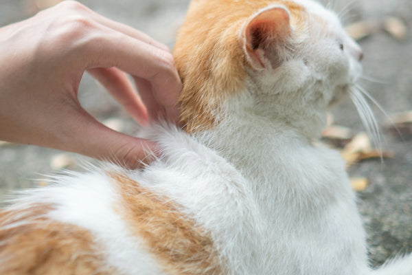 a person petting an orange and white cat